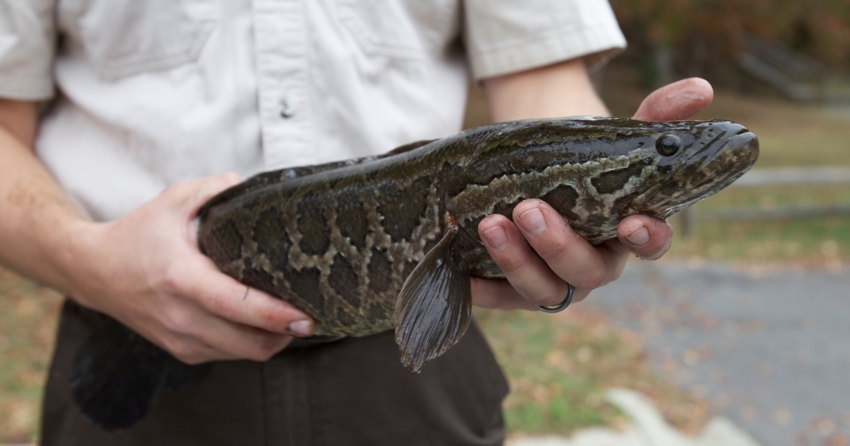 Northern Snakehead Control And Management | U.S. Fish & Wildlife Service